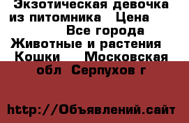 Экзотическая девочка из питомника › Цена ­ 25 000 - Все города Животные и растения » Кошки   . Московская обл.,Серпухов г.